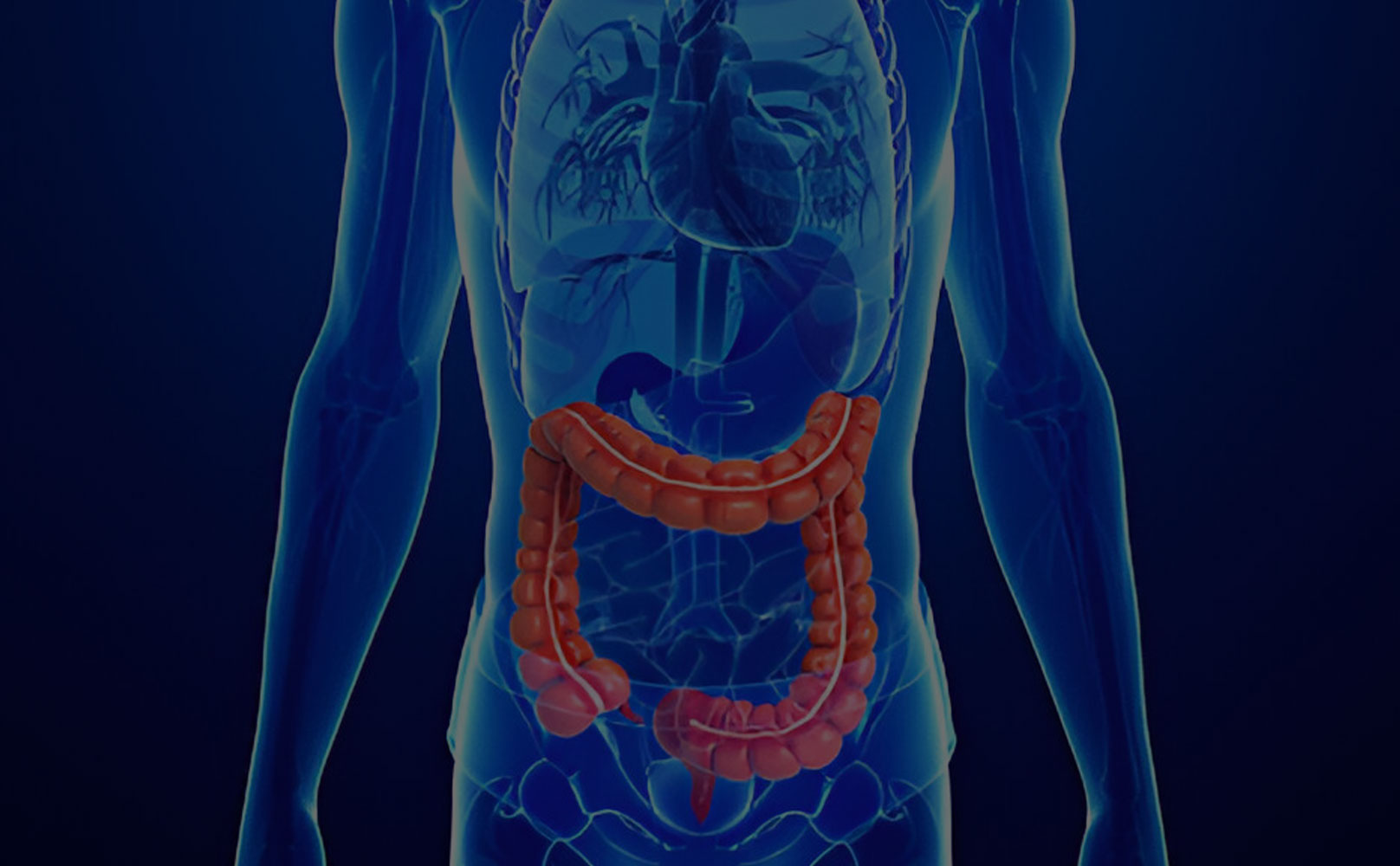 Anatomical illustration of kidneys and veins in red and blue on a black background